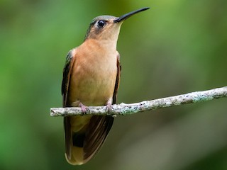  - Rufous Sabrewing