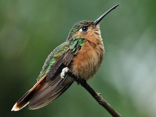  - Rufous Sabrewing