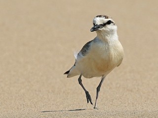 นกเต็มวัยในฤดูผสมพันธุ์ - Andrew Spencer - ML219814761