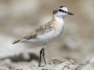  - White-fronted Plover