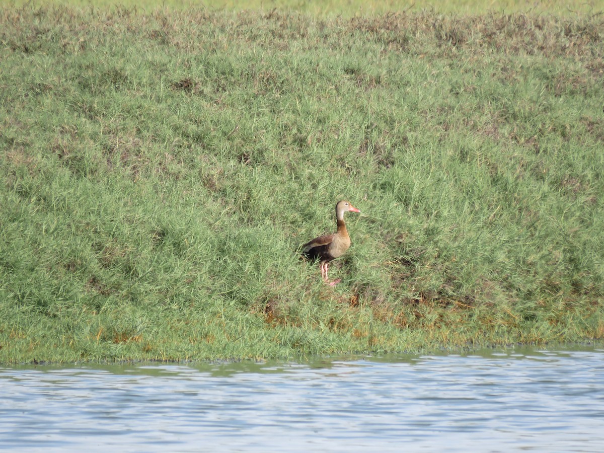 Black-bellied Whistling-Duck (autumnalis) - ML219815181