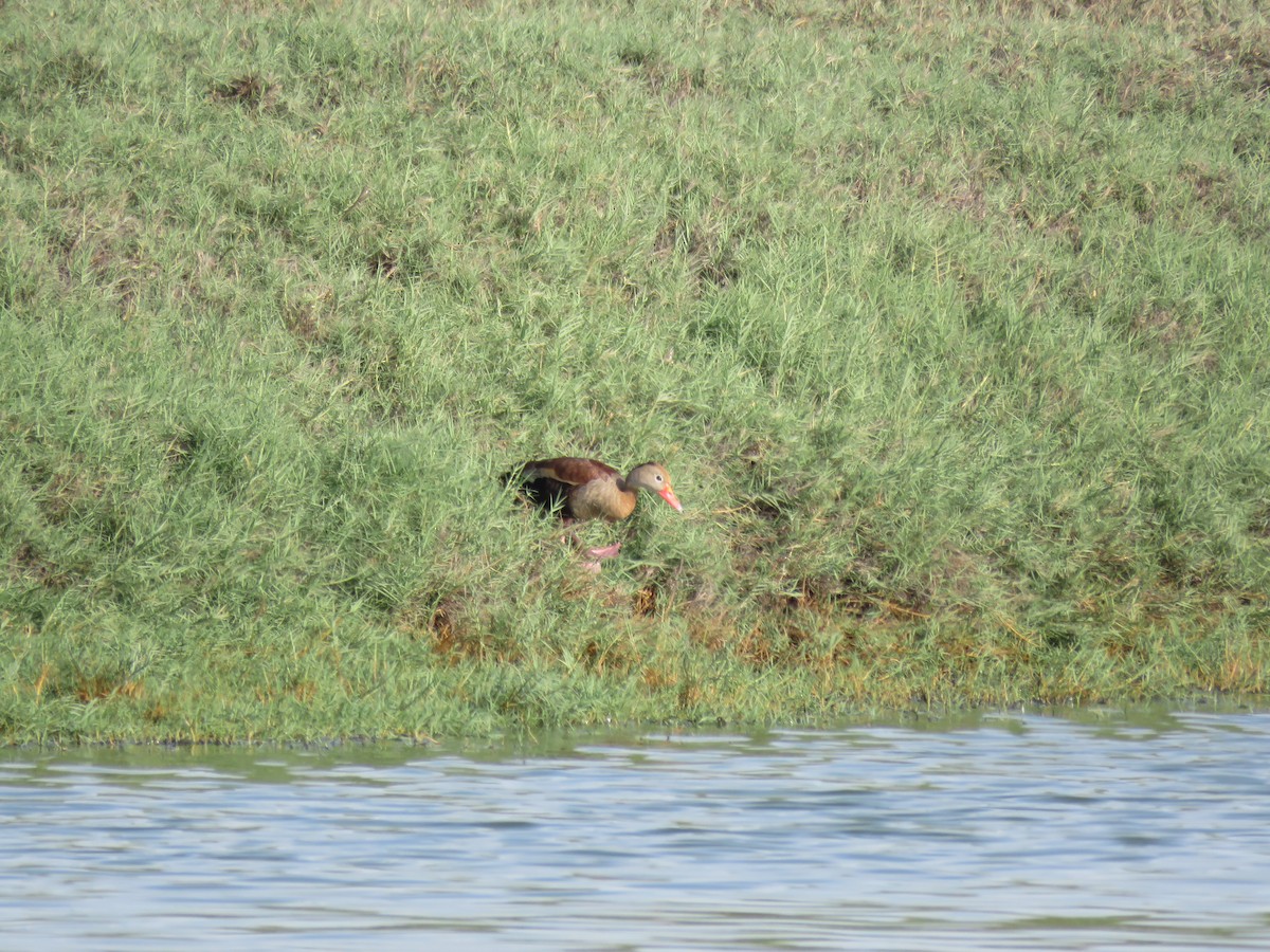 Black-bellied Whistling-Duck (autumnalis) - ML219815191