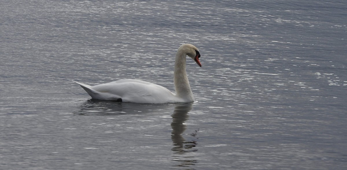 Mute Swan - Noam Markus