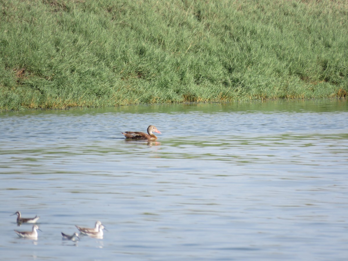 Black-bellied Whistling-Duck (autumnalis) - ML219815231