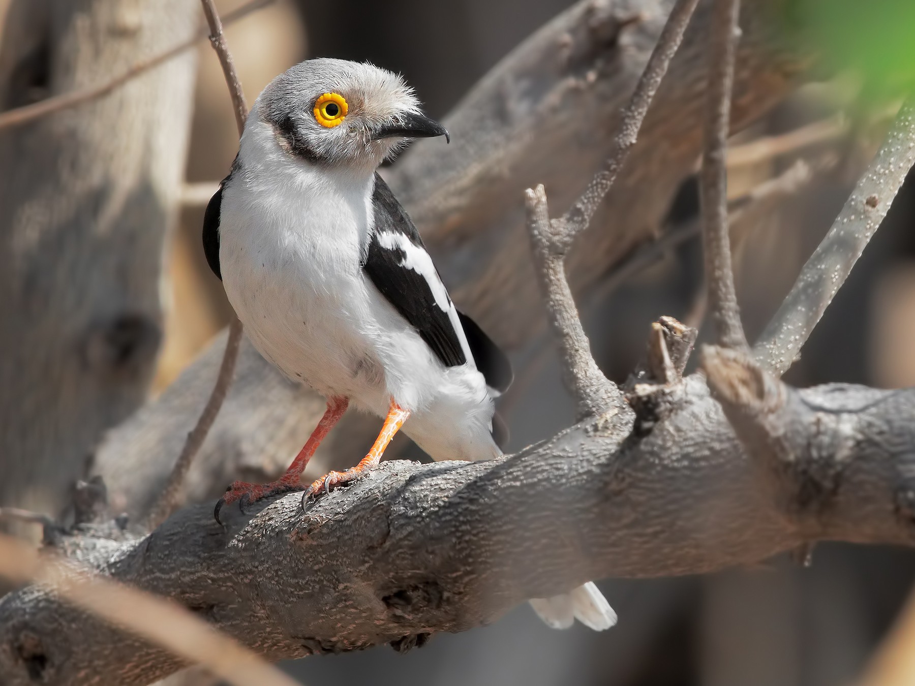 White Helmetshrike - Marco Valentini