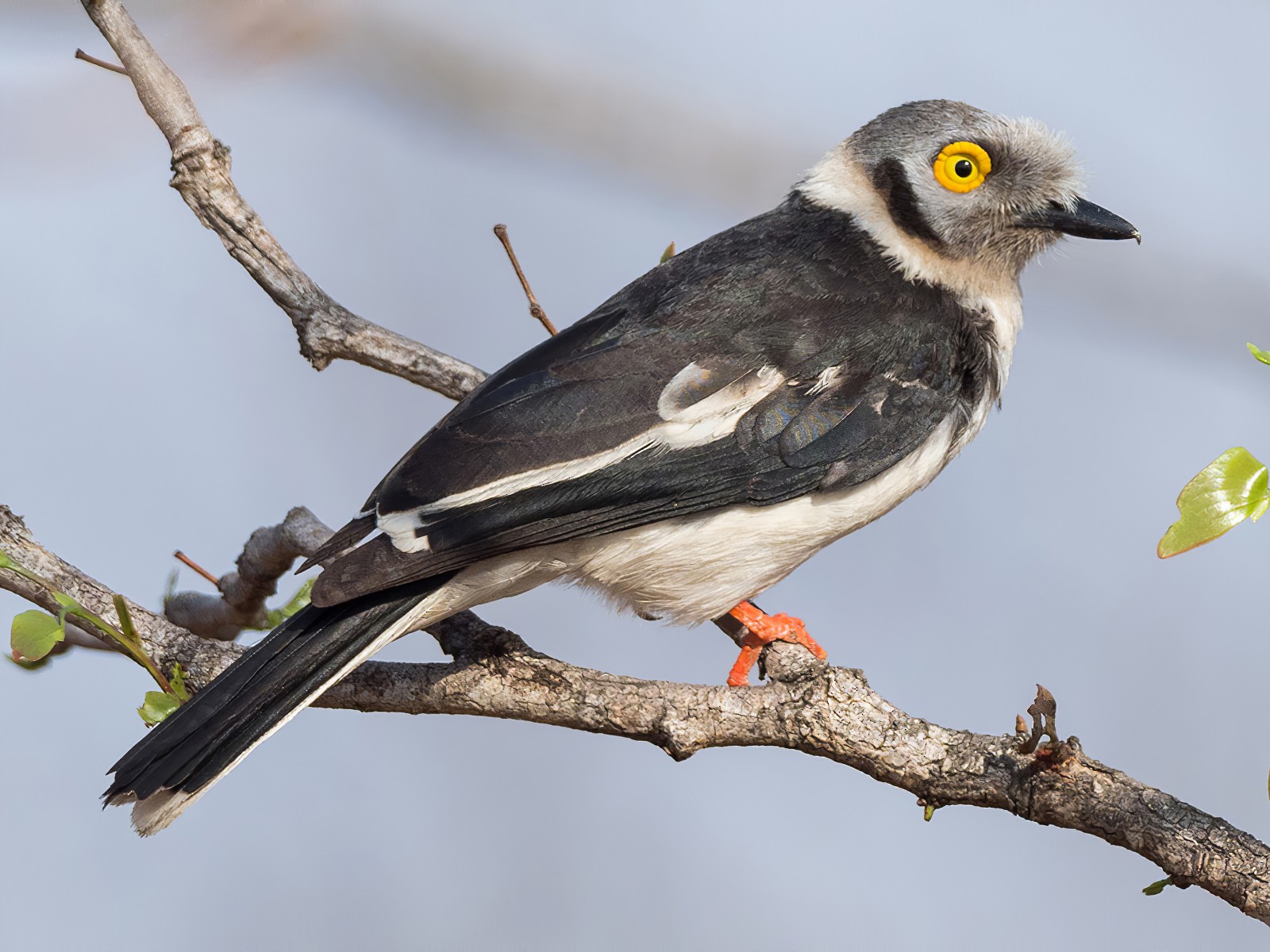 White-crested Helmetshrike - eBird