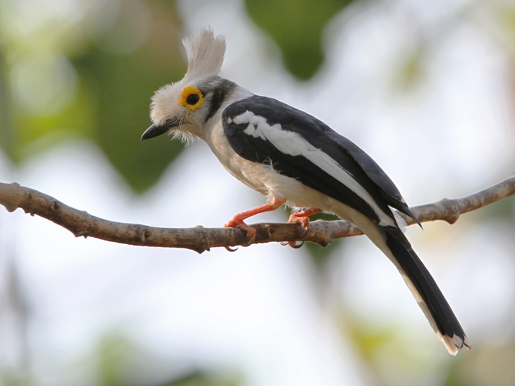 White Helmetshrike - Christoph Moning