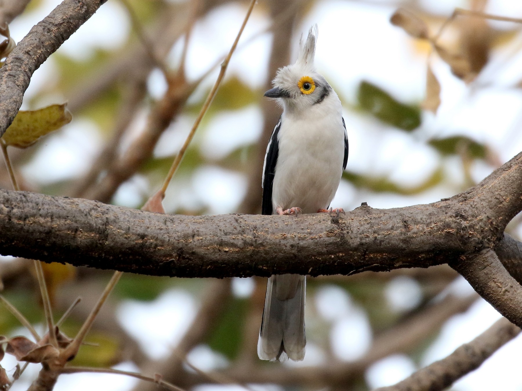 White Helmetshrike - eBird