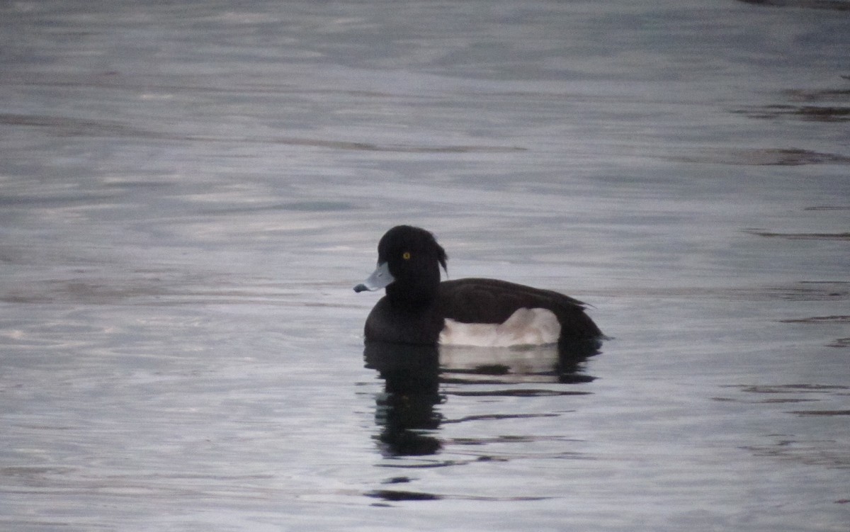 Tufted Duck - ML219821371