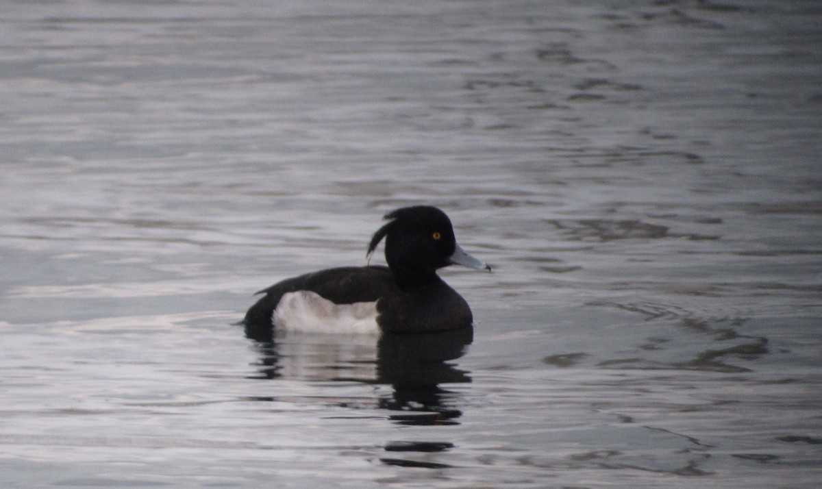 Tufted Duck - ML219821381