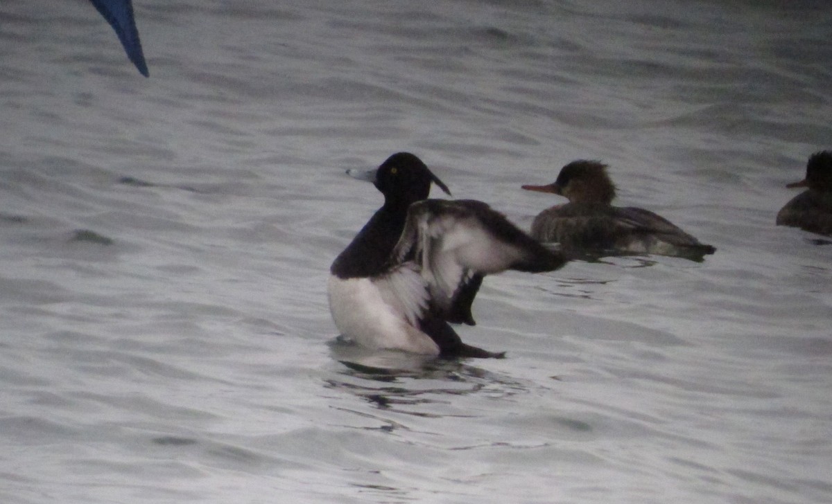 Tufted Duck - ML219821941