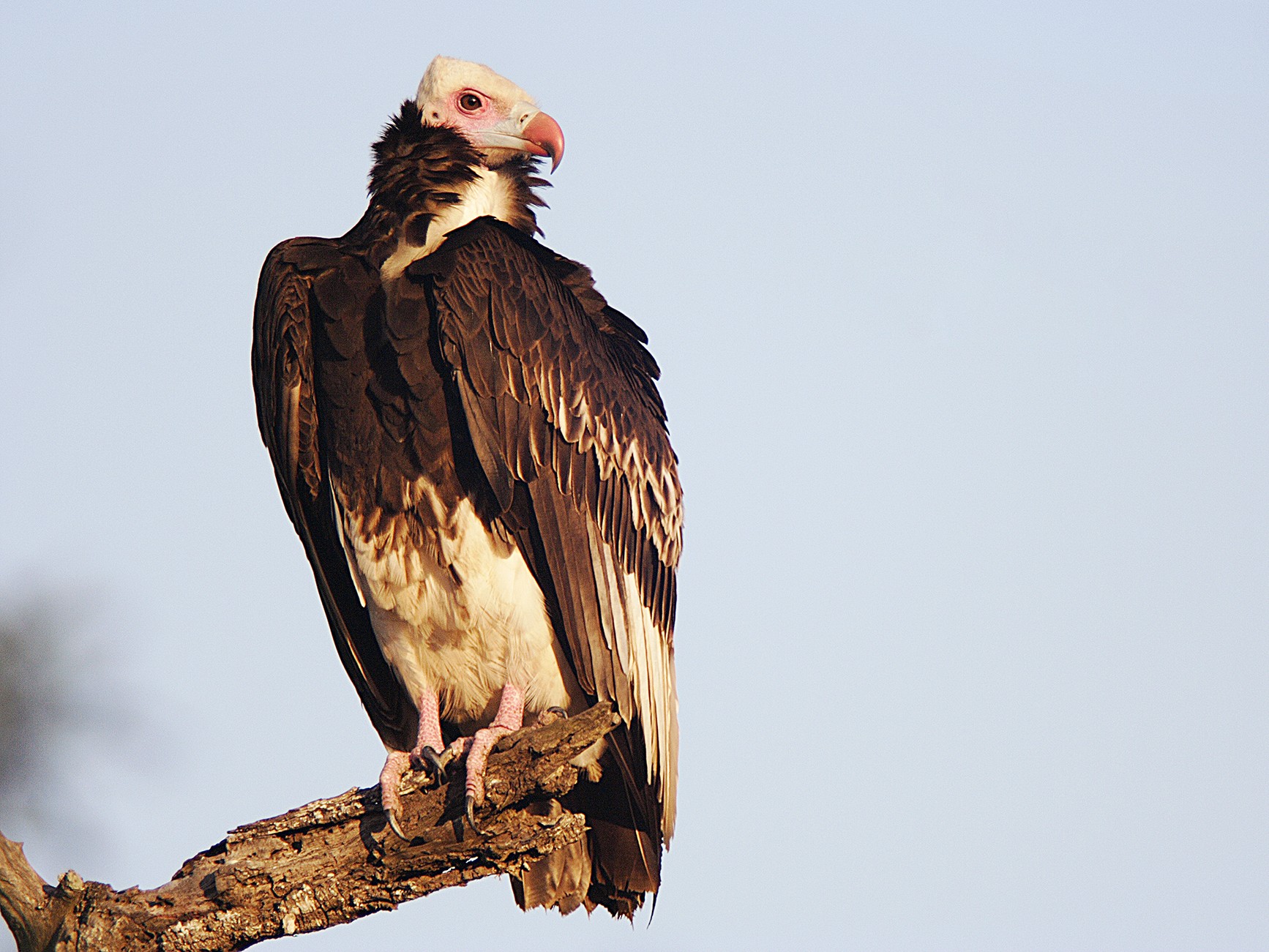 Whiteheaded Vulture eBird