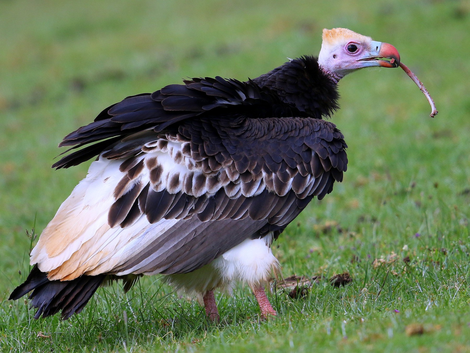 White-headed Vulture - Fanis Theofanopoulos (ASalafa Deri)