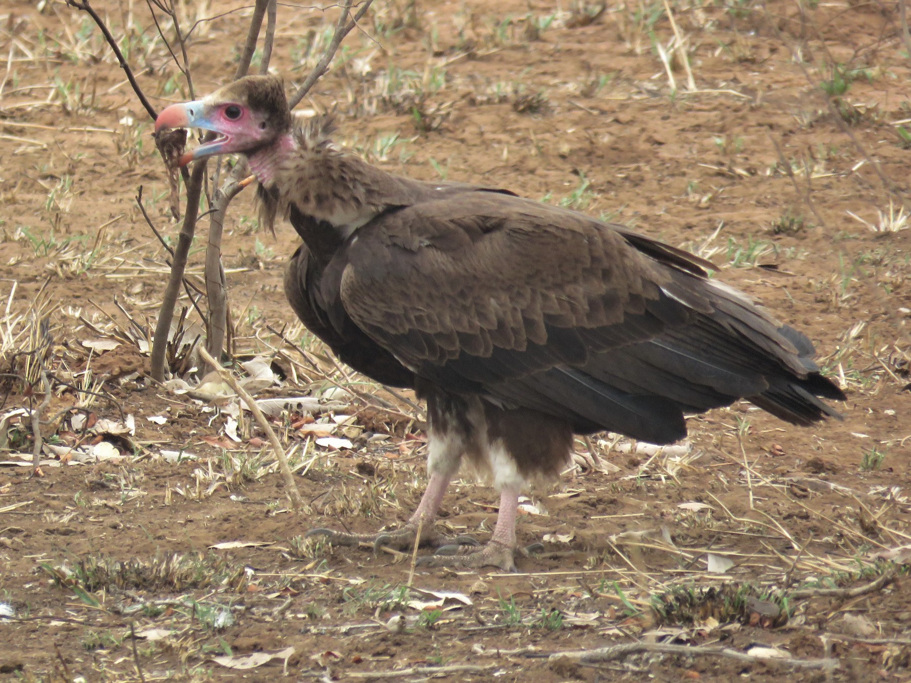 White-headed Vulture - Nicholas Fordyce - Birding Africa