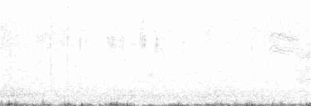 Gray-and-white Tyrannulet - ML219822921