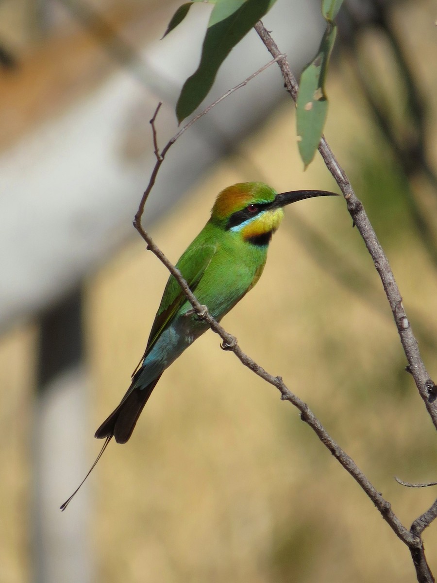 Rainbow Bee-eater - Mark Smiles