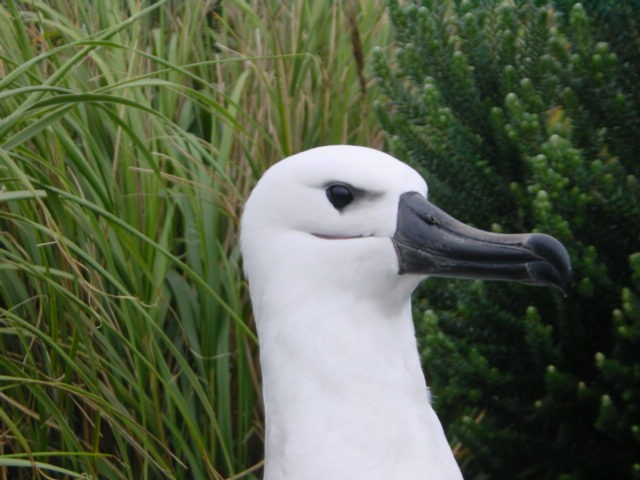 Albatros à nez jaune - ML219825981