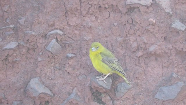 Greenish Yellow-Finch - ML219830991