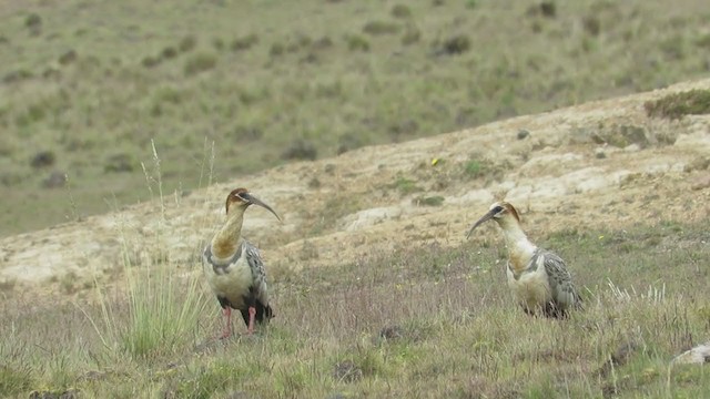 ibis šedokřídlý - ML219833241