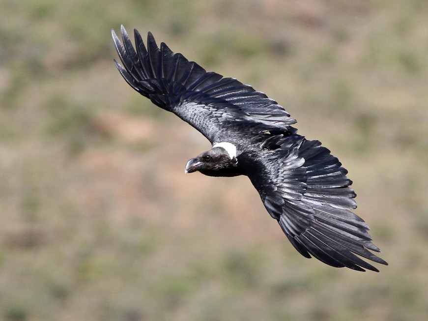 White-necked Raven - Gerlinde Taurer