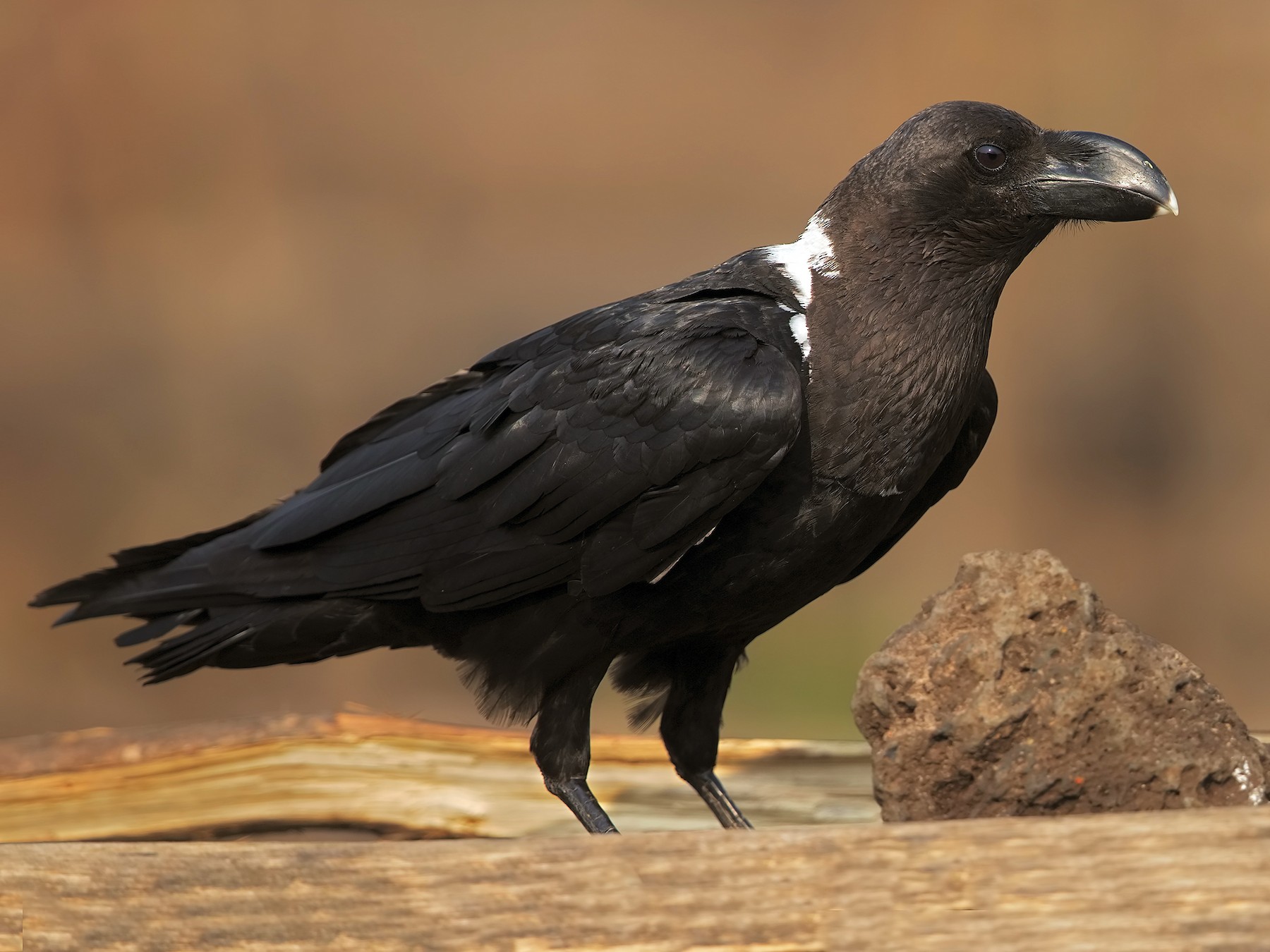 White-necked Raven - Marco Valentini