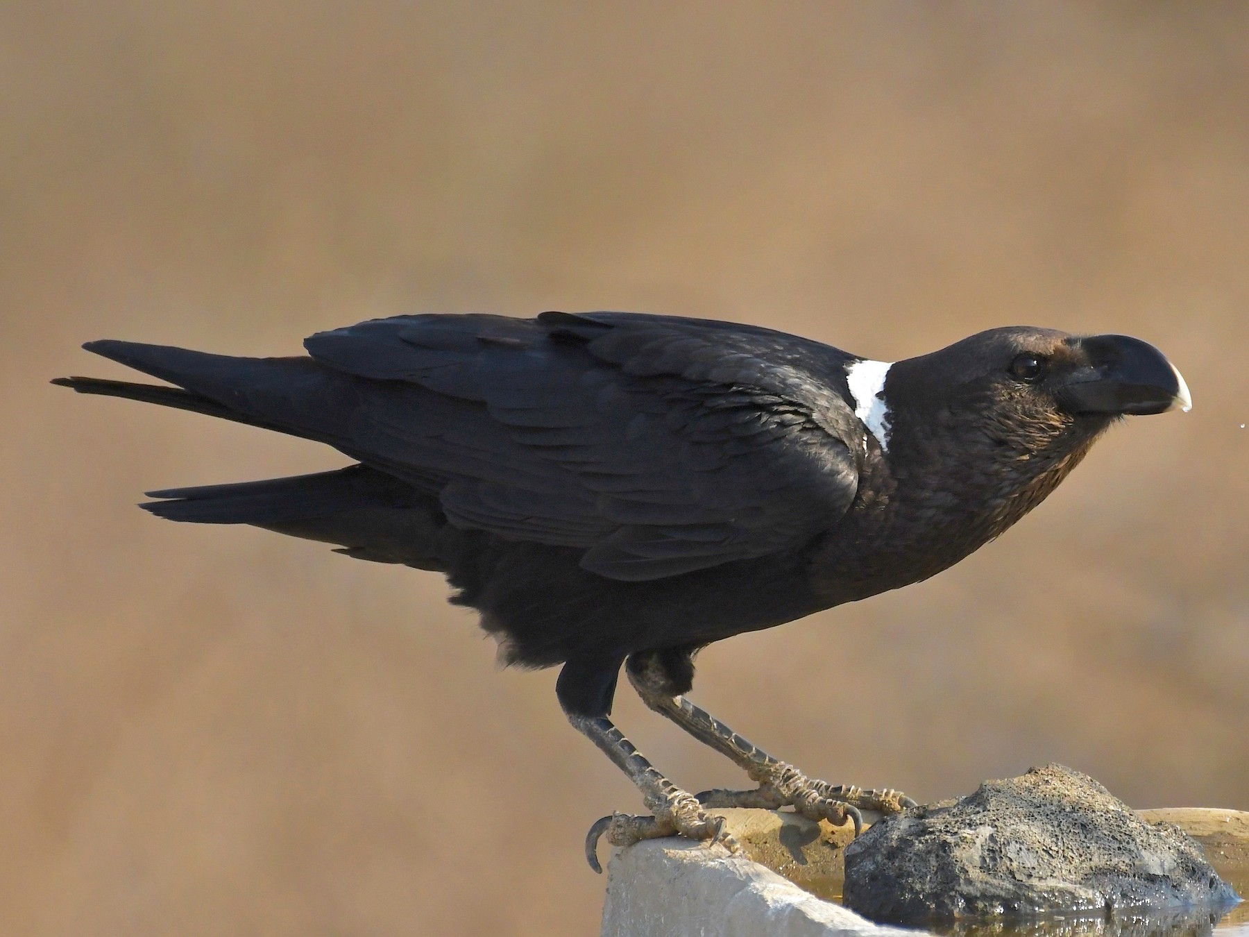 White-necked Raven - Theresa Bucher