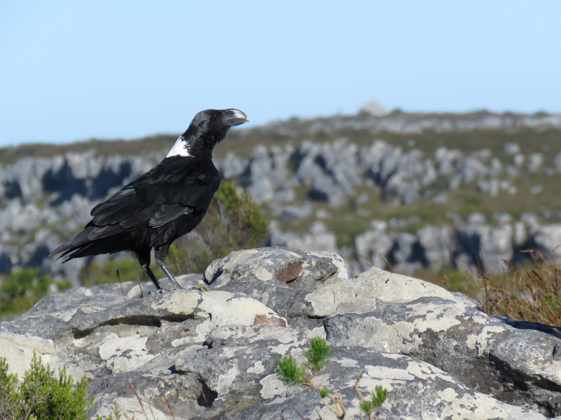 White-necked Raven - Adam Kent