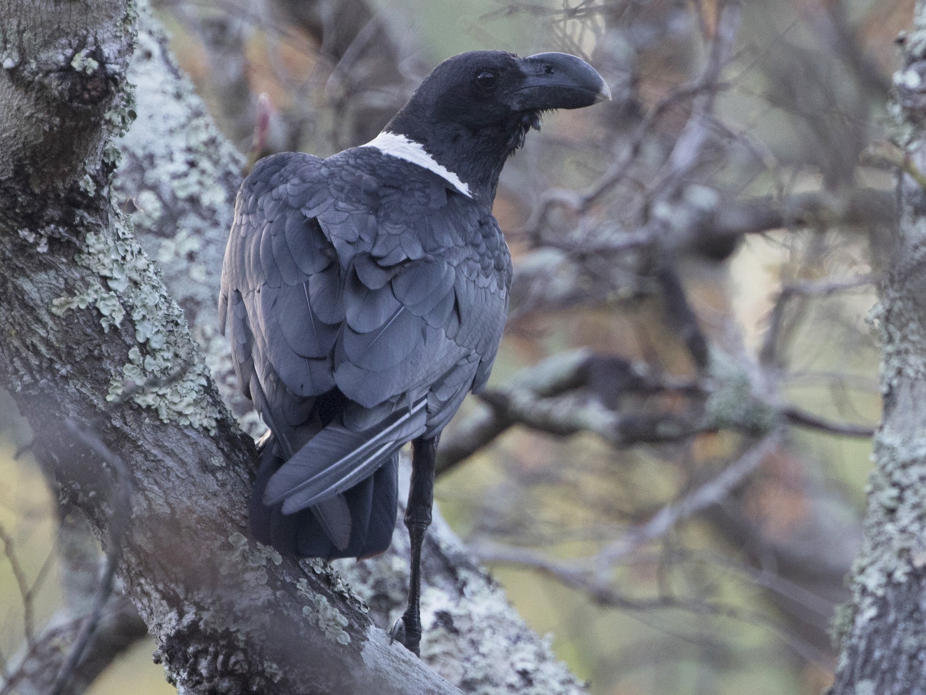 White-necked Raven - Zak Pohlen