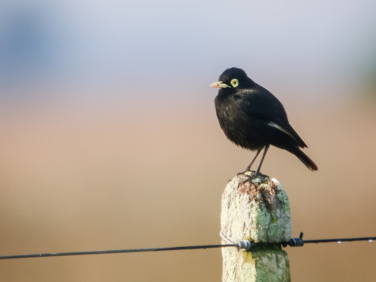Spectacled Tyrant - ML219838871