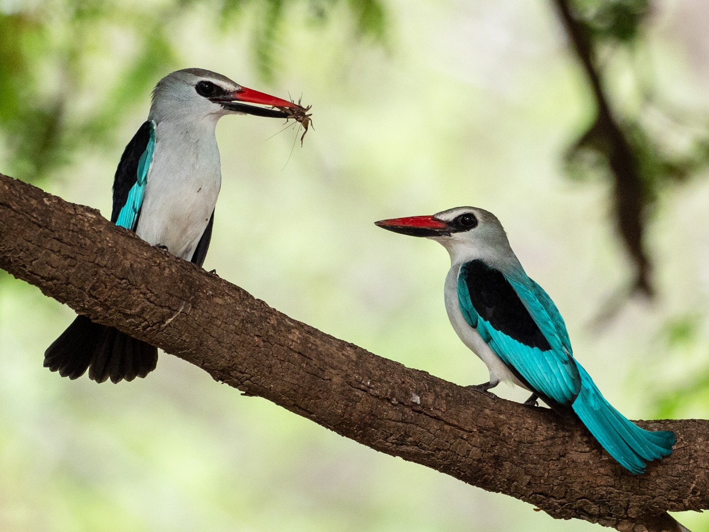 Woodland Kingfisher - Forest Botial-Jarvis