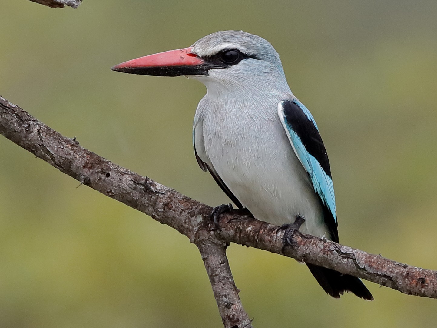 Woodland Kingfisher - Holger Teichmann