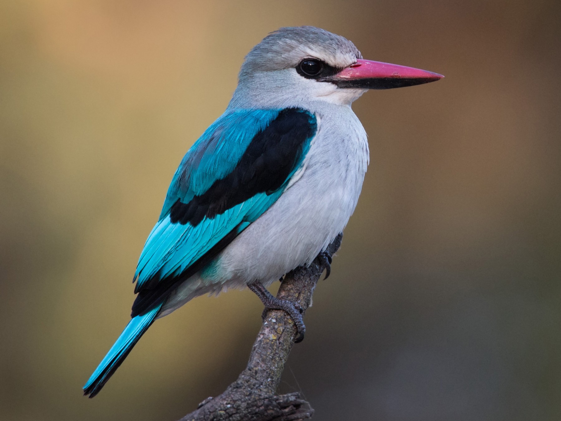 Woodland Kingfisher - Ian Davies