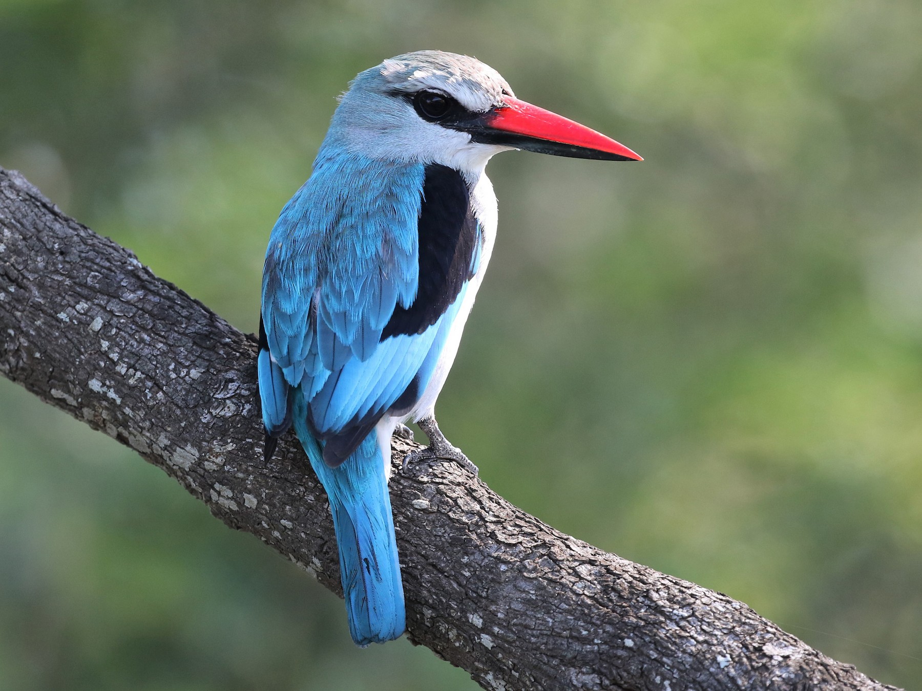 Woodland Kingfisher - Dean LaTray