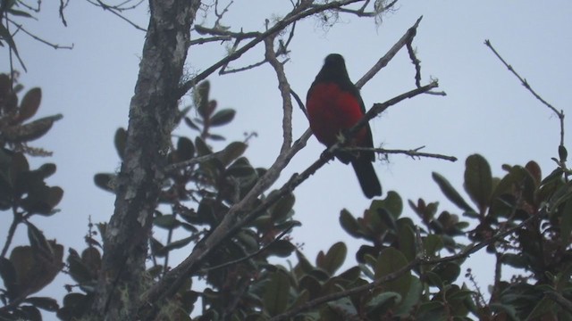 Scarlet-bellied Mountain Tanager - ML219842581