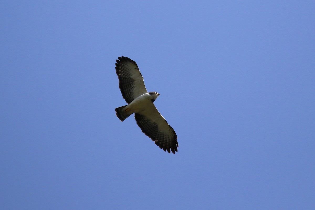 Short-tailed Hawk - Denis Tétreault