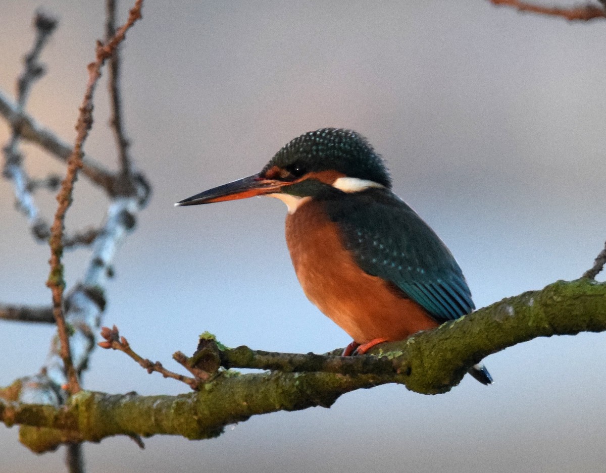 Common Kingfisher - A Emmerson