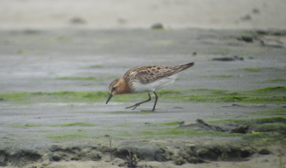 Red-necked Stint - Mike McBrien
