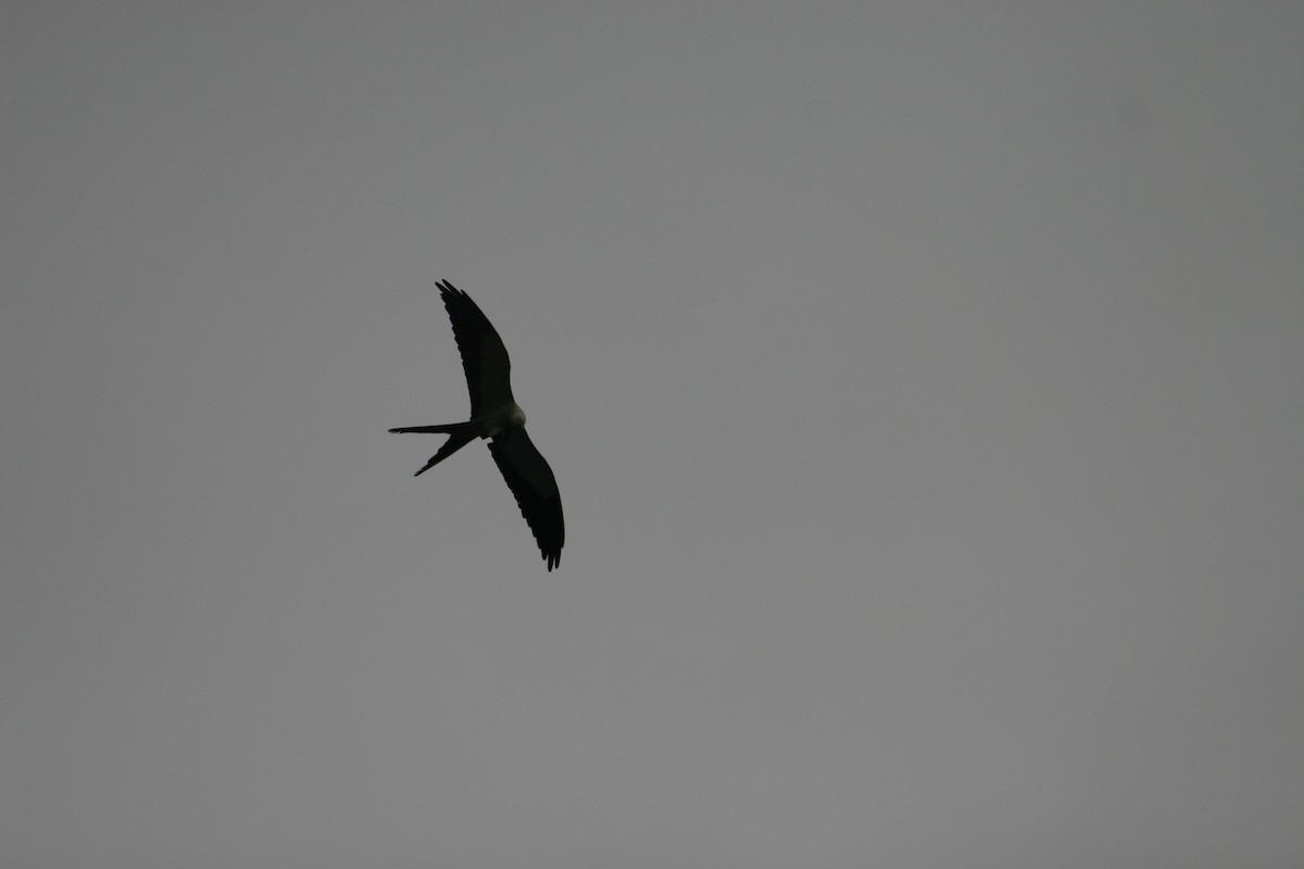 Swallow-tailed Kite - James Swim