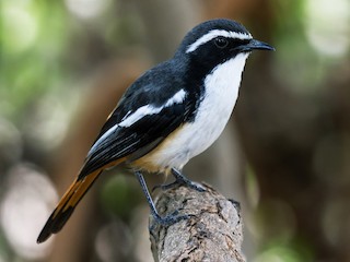  - White-throated Robin-Chat