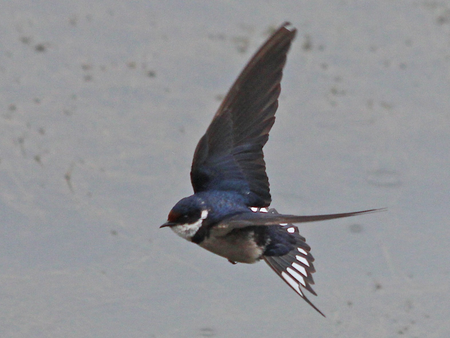 White-throated Swallow - Manuel Schwarz