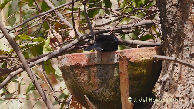 Fork-tailed Drongo (Glossy-backed) - ML219856231