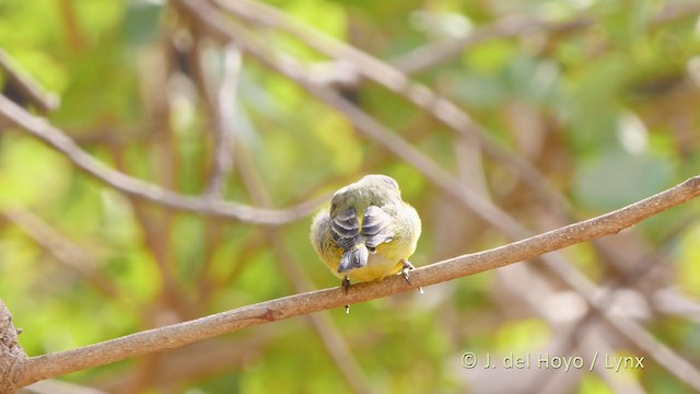 Yellow-fronted Canary - ML219856361