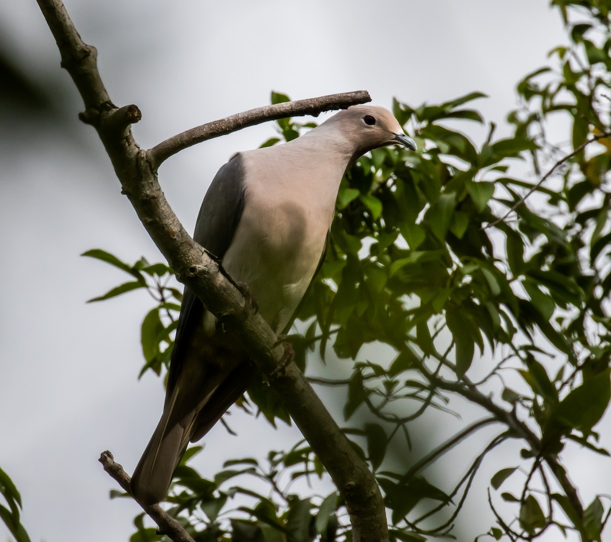 Gray Imperial-Pigeon - ML219856631