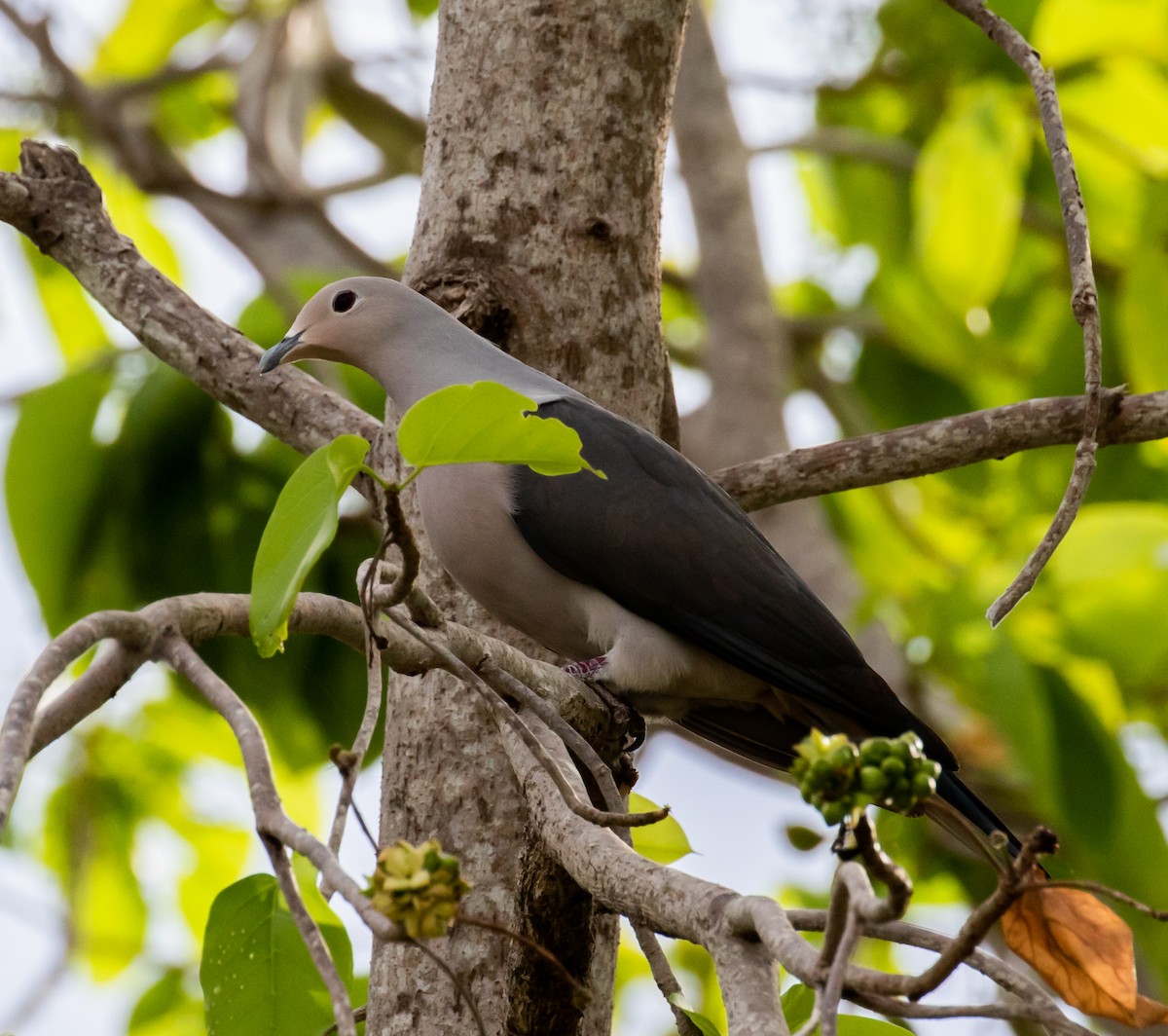 Gray Imperial-Pigeon - ML219856661
