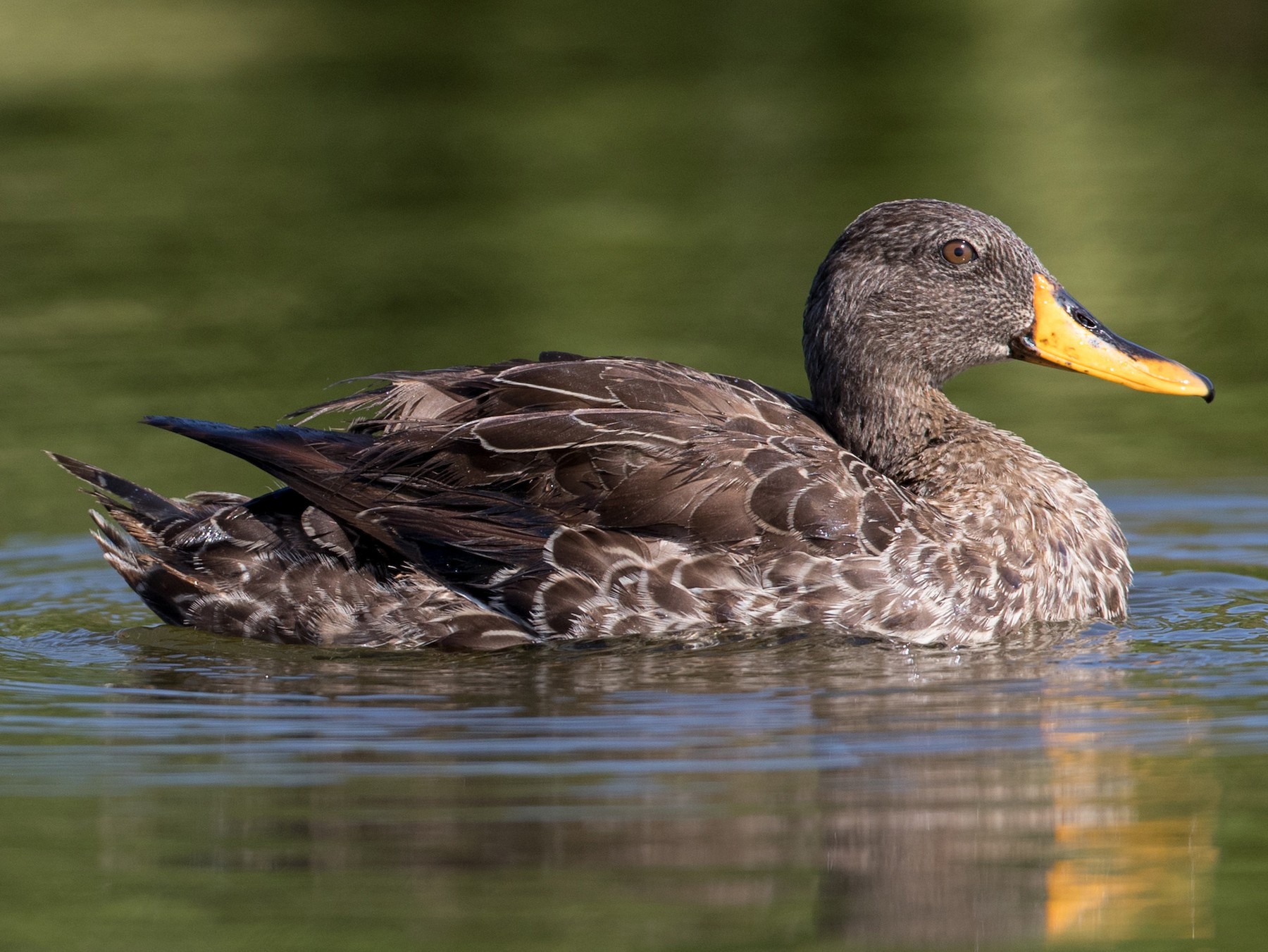 Yellow-billed Duck - Ian Davies