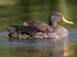  - Yellow-billed Duck