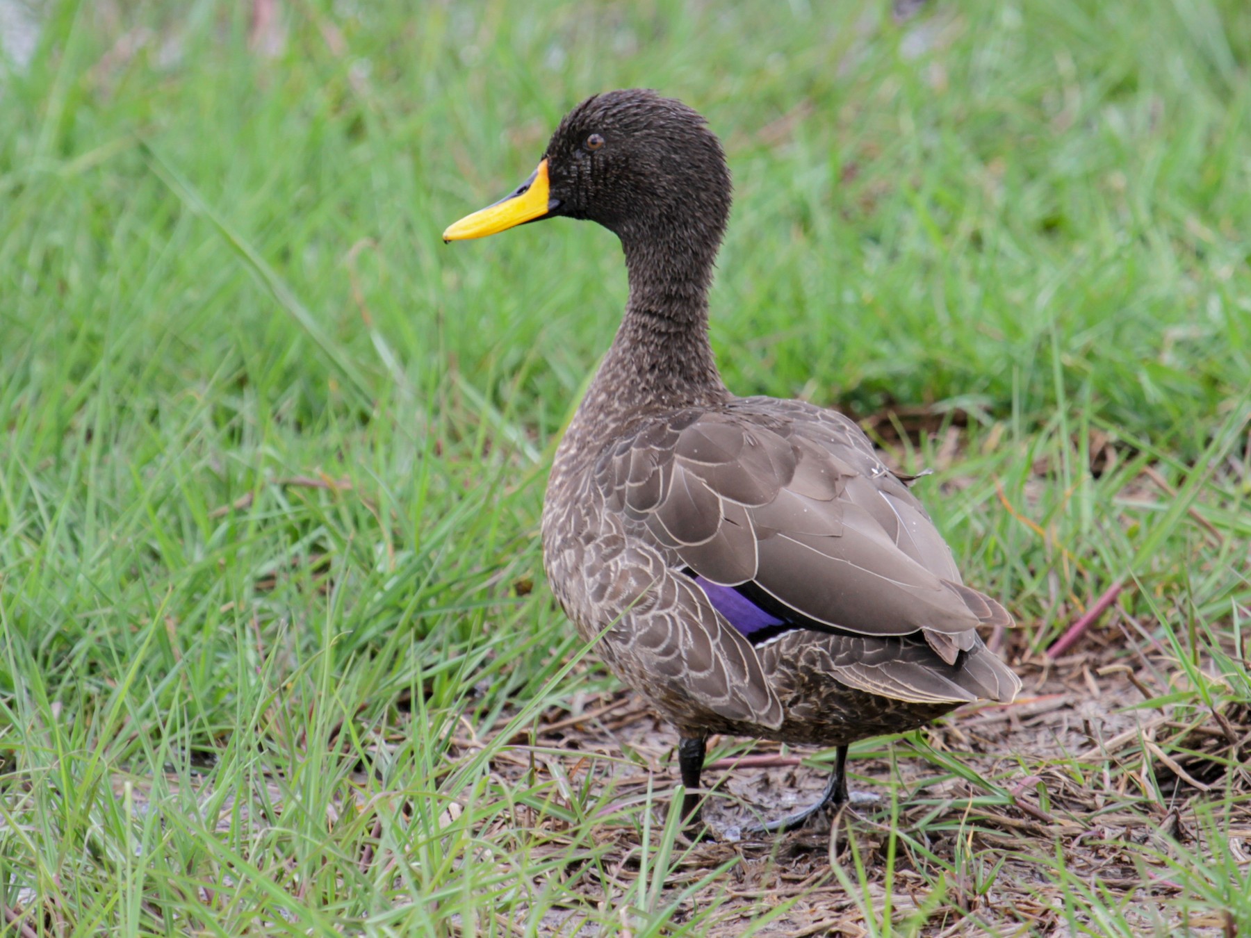 Yellow-billed Duck - Tommy Pedersen