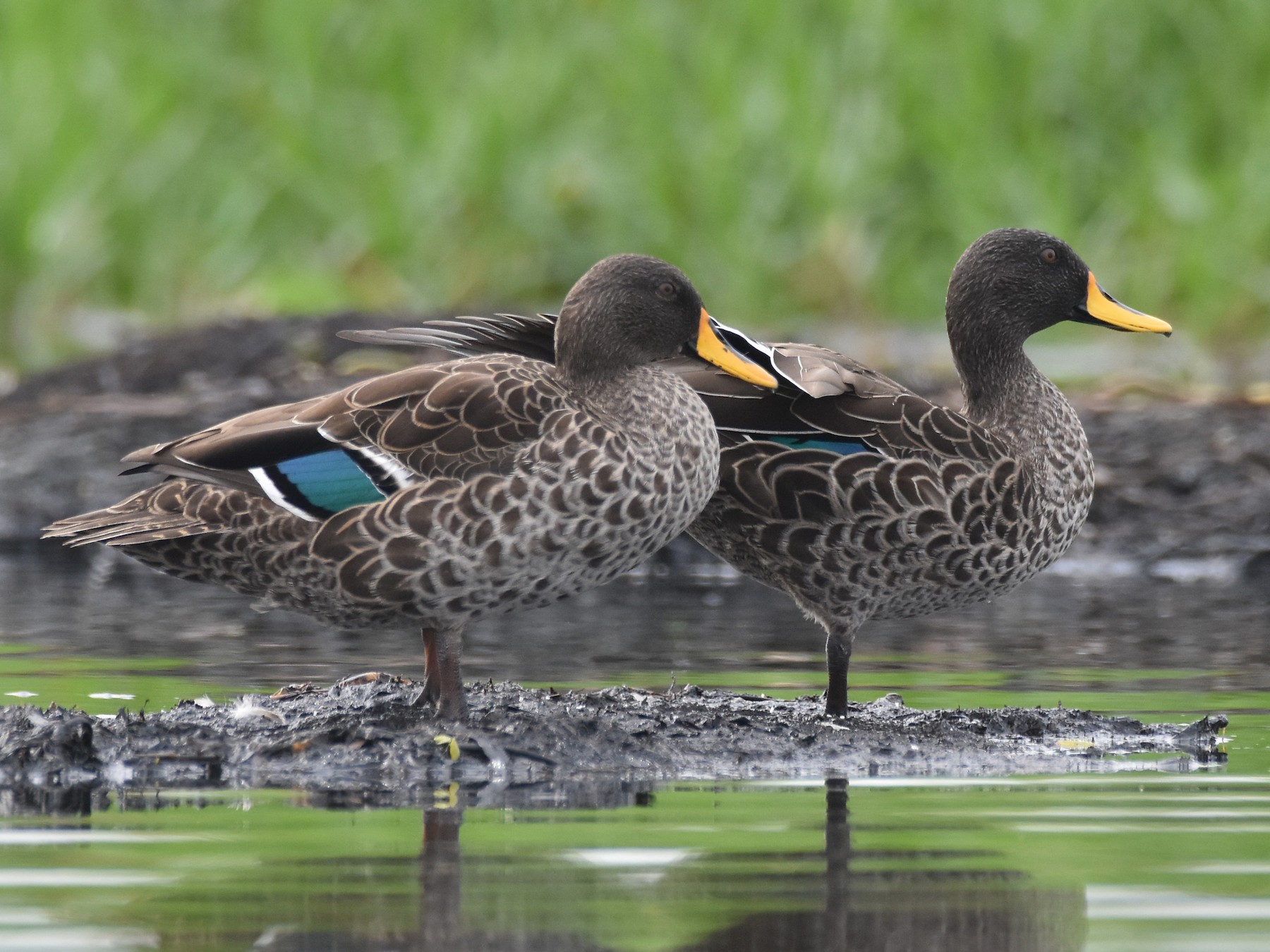 Yellowbilled Duck eBird