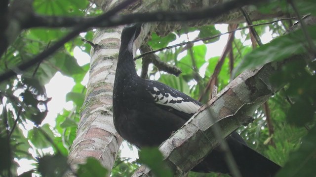 Blue-throated Piping-Guan - ML219858861