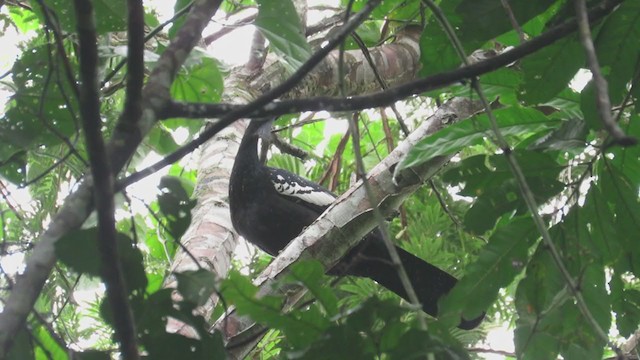 Blue-throated Piping-Guan - ML219859301